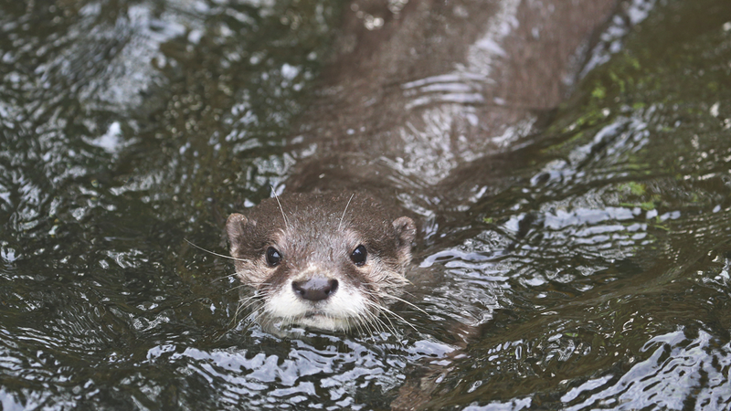 물 속에서 활약하는 ‘경찰 수달’의 이야기 🦦👮