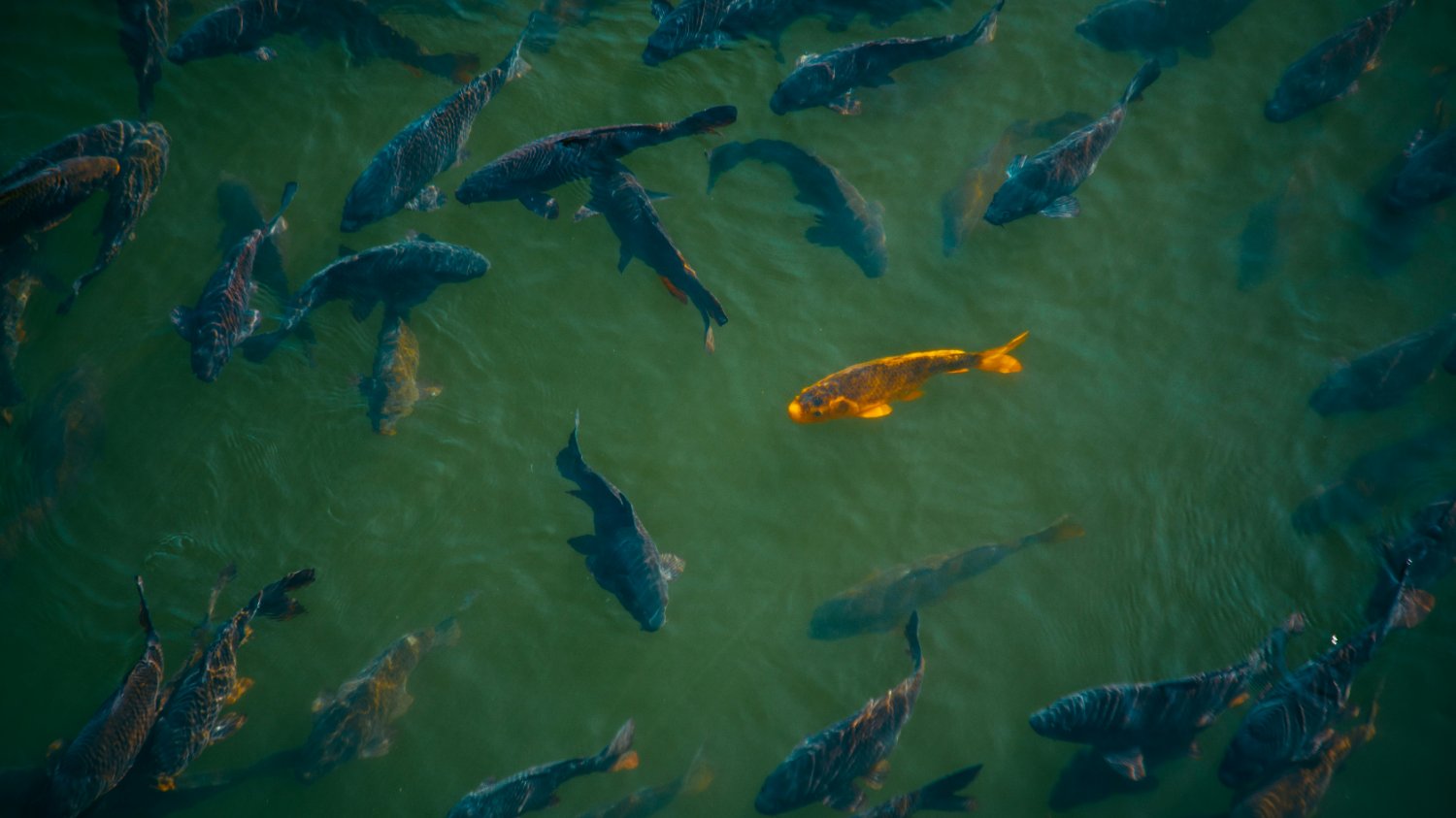 🐟 "명태는 가고, 방어가 온다?" – 기후변화가 바꾼 밥상🍽️