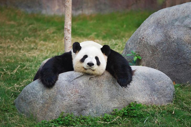 푸바오 떠난 자리에... 새로운 판다가 올 수도 있다고? 🐼✨ (feat. 한중정상회담)