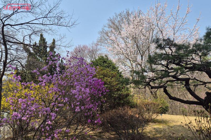100년 만에 공개된 서울 홍릉숲, 첫 주에 2만 명 넘게 찾은 이유 👒