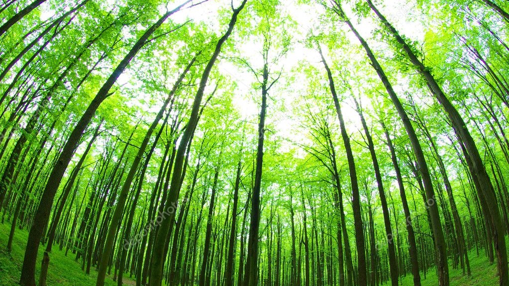 '정의'란..(여우숲 편지 中 일부 발췌)