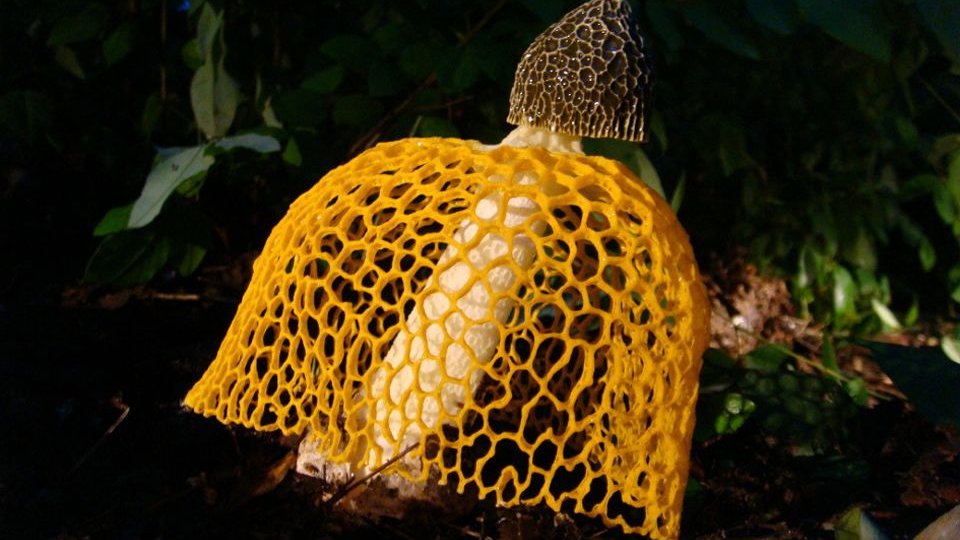 (번외편) 버섯의 깊고 넓은 세계