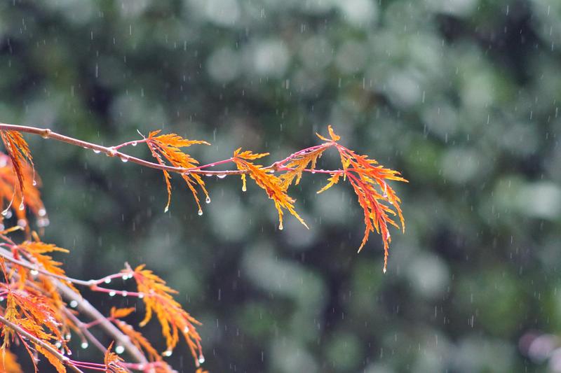 주말 날씨: 전국에 가을비, 다음 주부터는 가을 날씨 찾아온다고? ☔