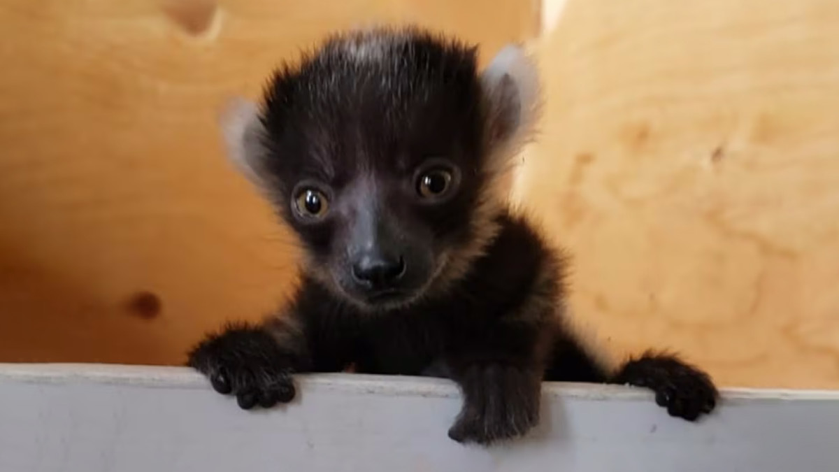새로 태어난 멸종 위기종 코쿠렐시파카 🐾