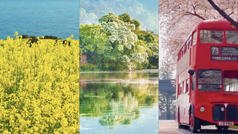봄이 오고 있잖아! 미리 준비하는 전국 봄 꽃구경·벚꽃 명소 6곳 추천 🌸