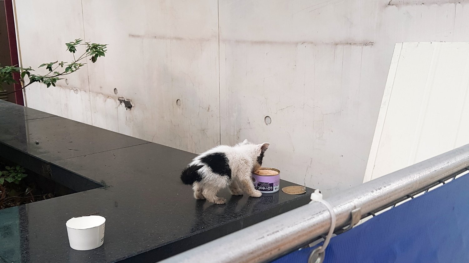 사지 않고 입양하면, 펫보험료도 깎아준다?