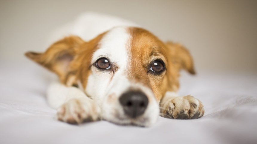 🐶펫보험 재가입, 가입후 아프면 보험 재가입이 안되는 건가요?