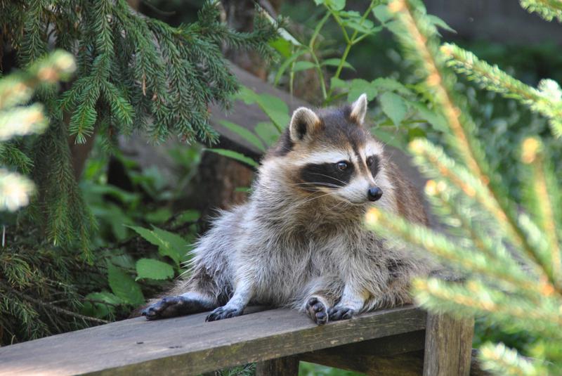 발효된 복숭아에 취한 아기 라쿤, 심폐소생술로 살아나다 🦝🍑