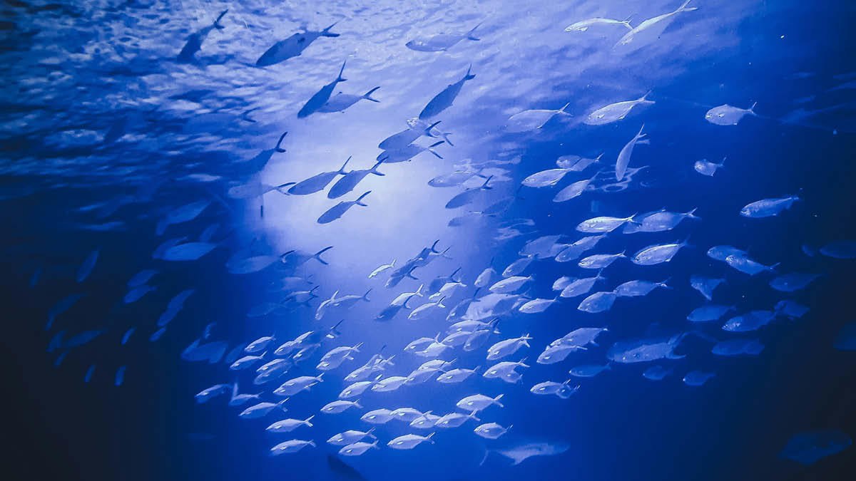 물고기는 생각보다 똑똑하다 🐟