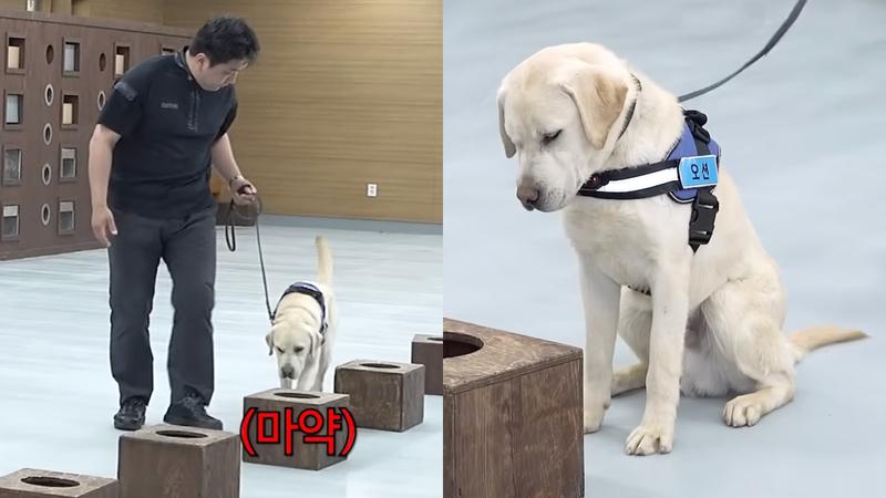 관세청 유튜브에 귀여운 마약 탐지견들의 등장이라 🐶