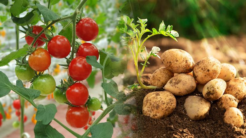 우리가 먹는 감자의 조상이 900만 년 전 남미 토마토라고? 🥔🍅