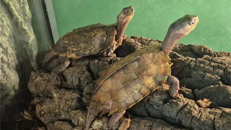 고향으로 돌아간 28마리의 멸종위기종 거북이 🐢