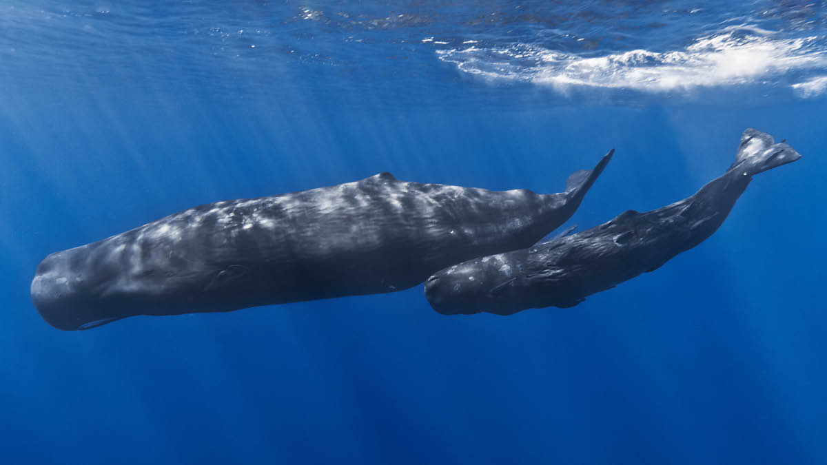 🐋: “우리도 사람처럼 대화해!”