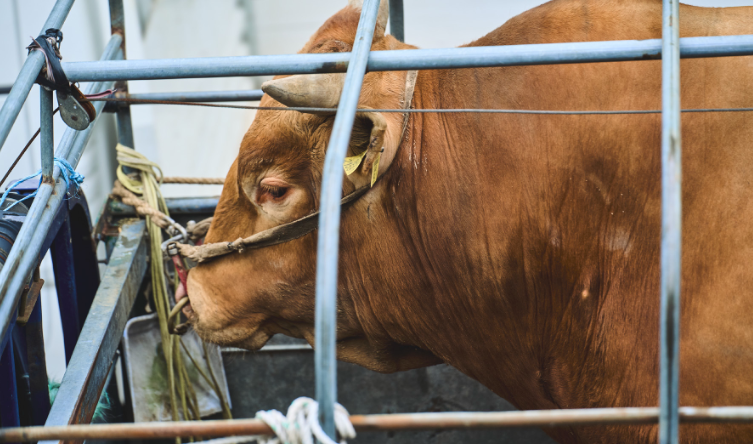 “이제 소싸움 전면 금지합시다!” 국민청원에서 시작된 ‘소싸움 폐지’ 국회 결의안 발의 🐂