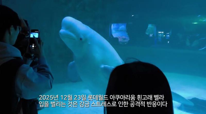 벨루가 ‘벨라’ 방류가 결국 어렵다고? 롯데월드 아쿠아리움 ‘벨라’ 전시 논란과 현 상황 정리 🐋🤔