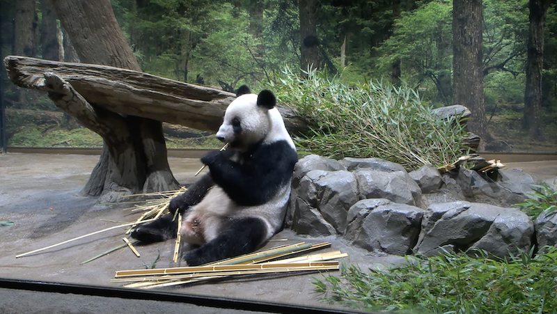 54년 만에 ‘판다 없는 나라’ 되는 일본, 이유는 중일 갈등? 🇯🇵🐼🇨🇳