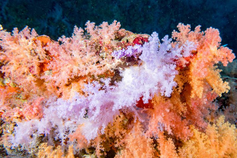 기후위기로 2040년까지 산호초의 70%가 사라진다고? 세계 공동 연구팀이 내놓은 충격적인 연구 결과 🪸