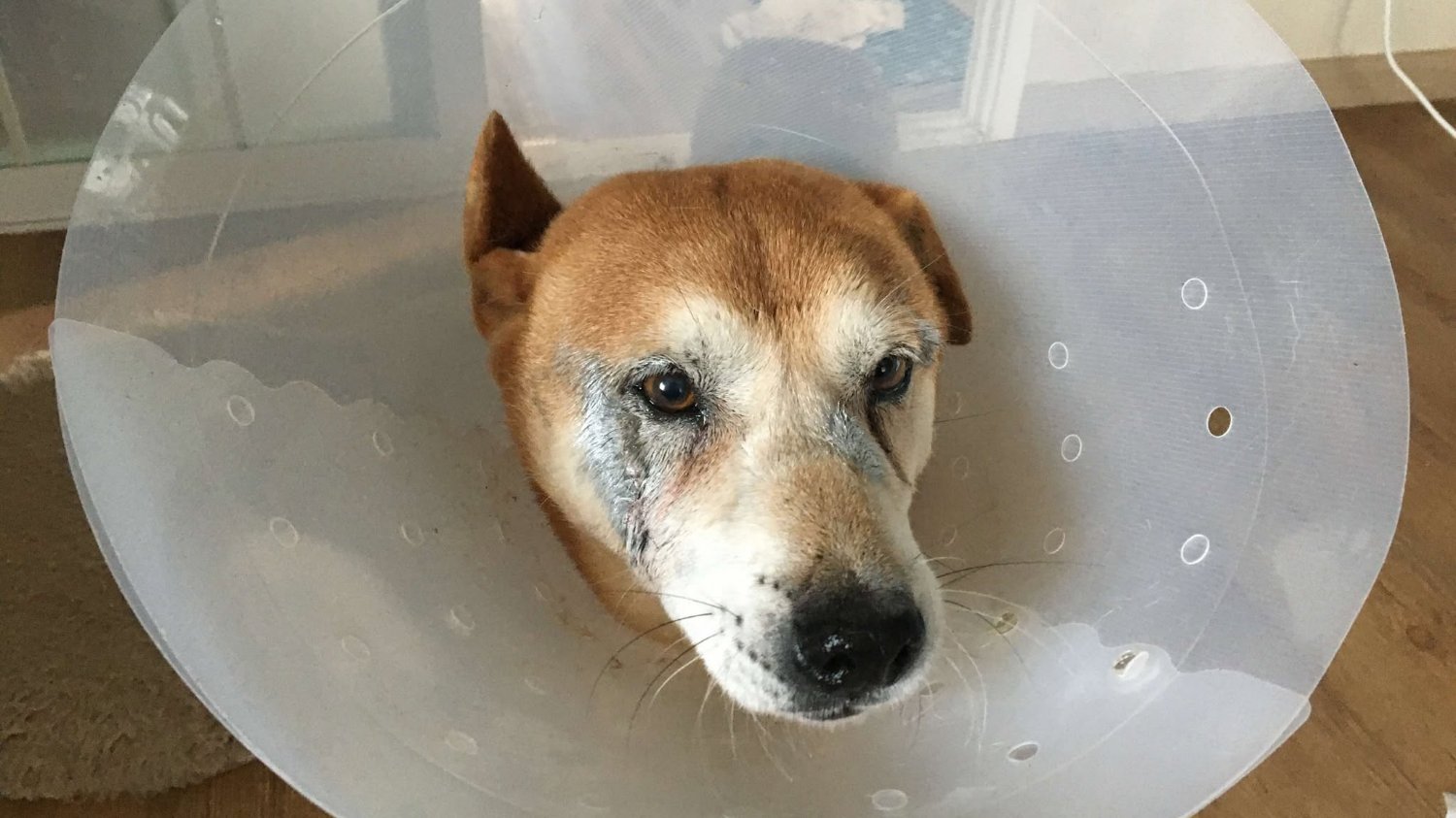 다시! 91회 – 사랑이가 다쳤습니다