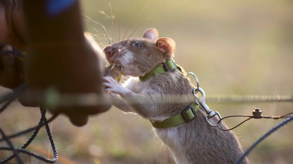 세계에서 가장 많은 지뢰를 찾아낸 건 바로 나쥐 🐭