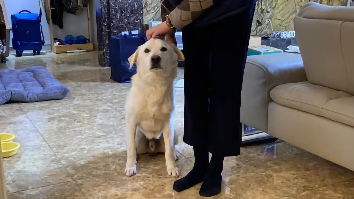 제주항공 참사 희생자 반려견 ‘둥이’의 새 가족 🐕