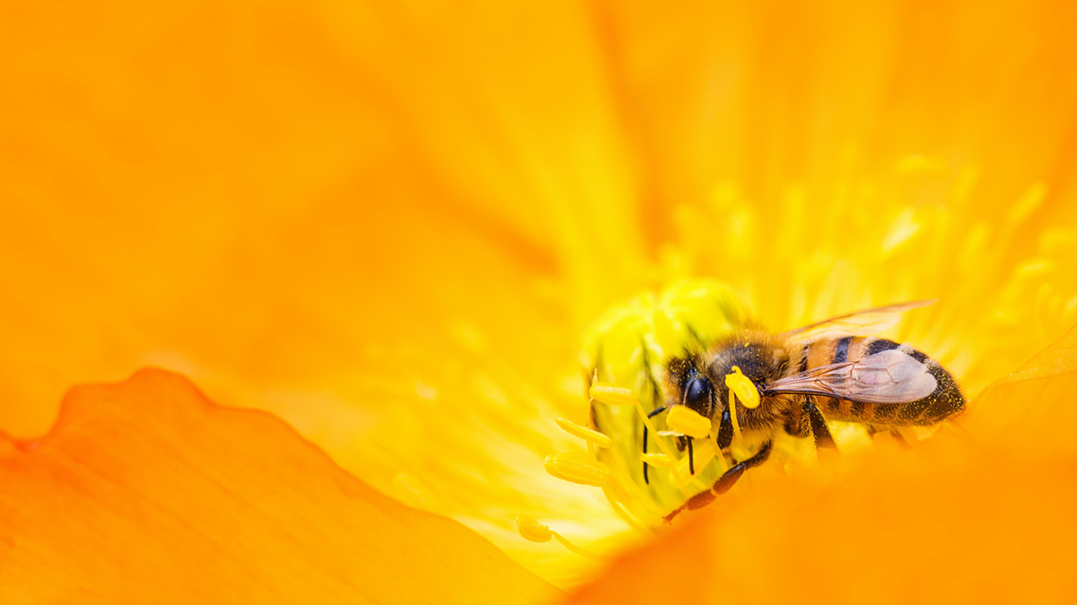 '벌’ 볼일 있는 게 지구에 얼마나 중요하냐면요 🐝