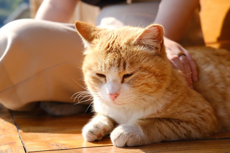 ‘세계 고양이의 날’은 언제부터 시작됐을까? 고양이의 날 유래부터 할인 정보까지 총정리 🐈🐾