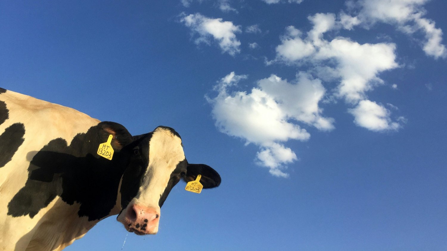 🐮 소와 내가 살게 됐다