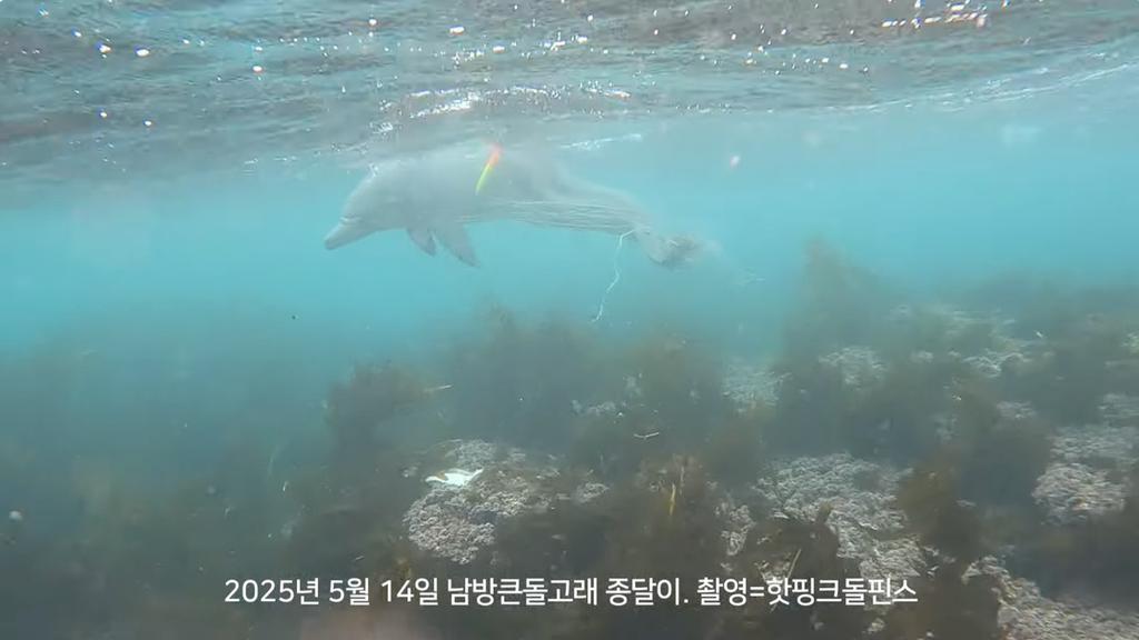 우리는 돌고래 구조 특공대 🐬