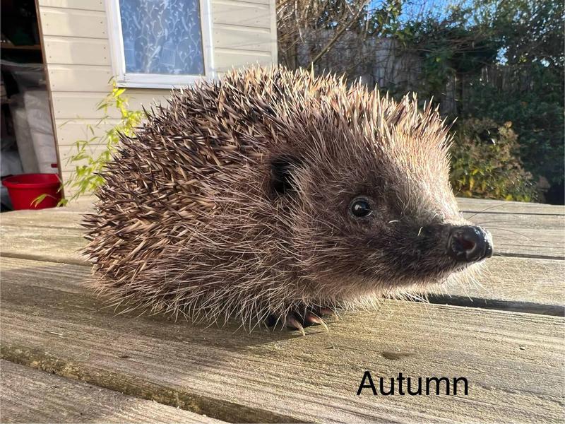 600마리 넘는 고슴도치를 살린 부부 구조대 이야기 🦔✨
