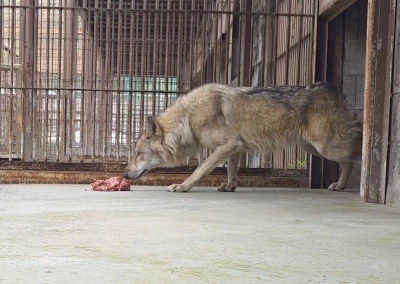 사고 책임 아직 밝혀지지도 않았는데요? 🐺💦 전 국민 늑구 앓이에  ‘마케팅’ 논란까지 (+늑구빵·굿즈)