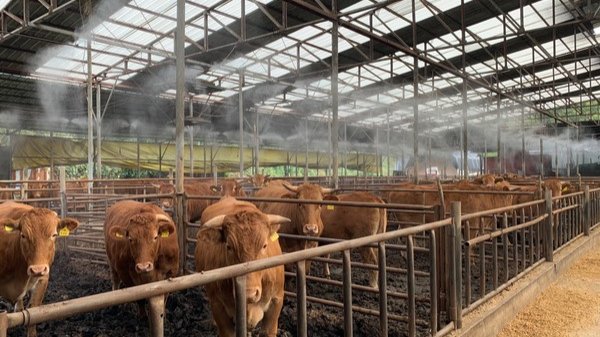 [일상 어휘력] 축하와 가축 그 사이