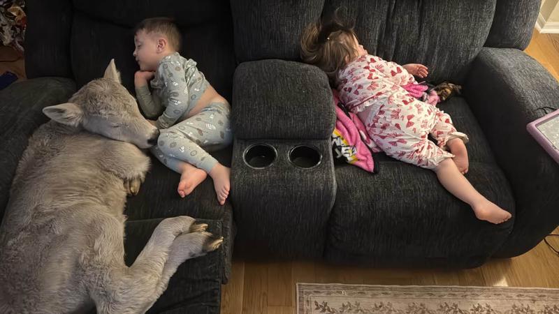 작은 호의가 바꿔놓은 송아지의 미래 🐂