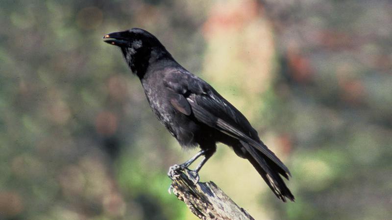 야생 멸종 하와이 까마귀 ‘알랄라’가 숲에 돌아올 수 있었던 이유 🐦