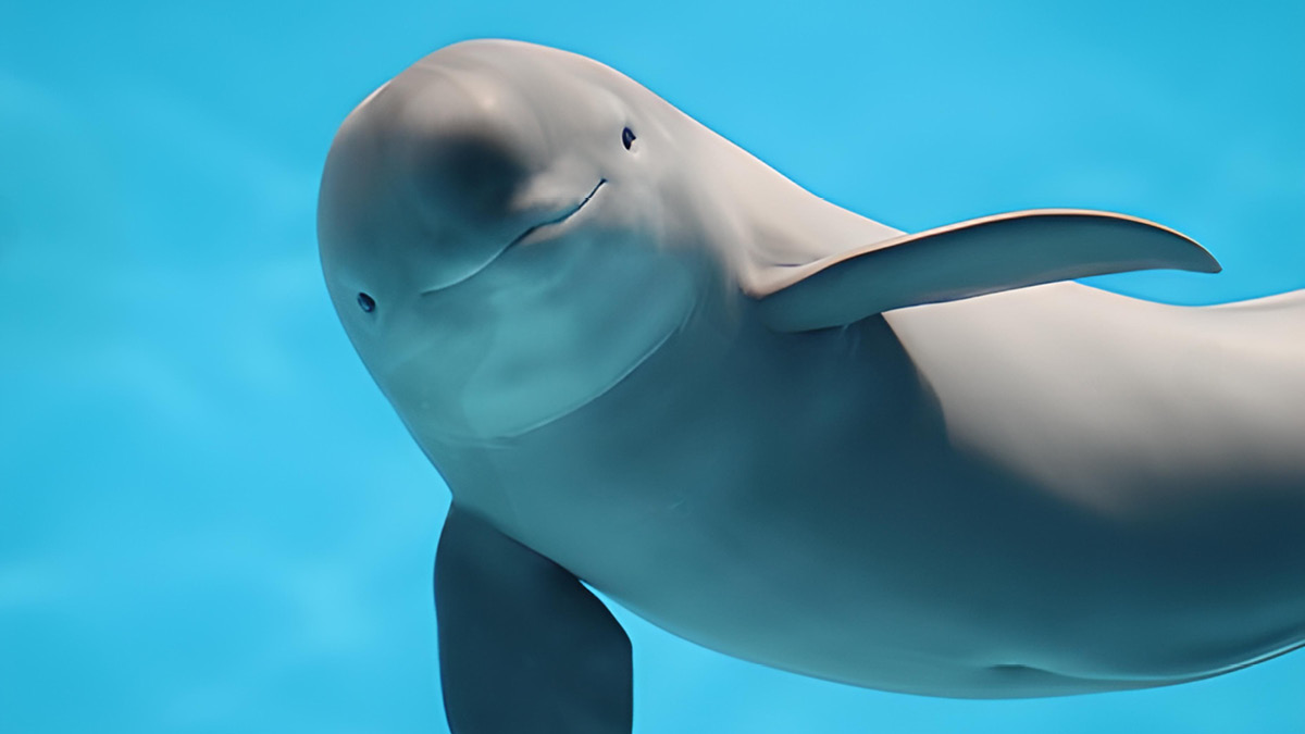 ‘웃는 돌고래’ 상괭이의 모습을 담은 희귀 영상 🐬