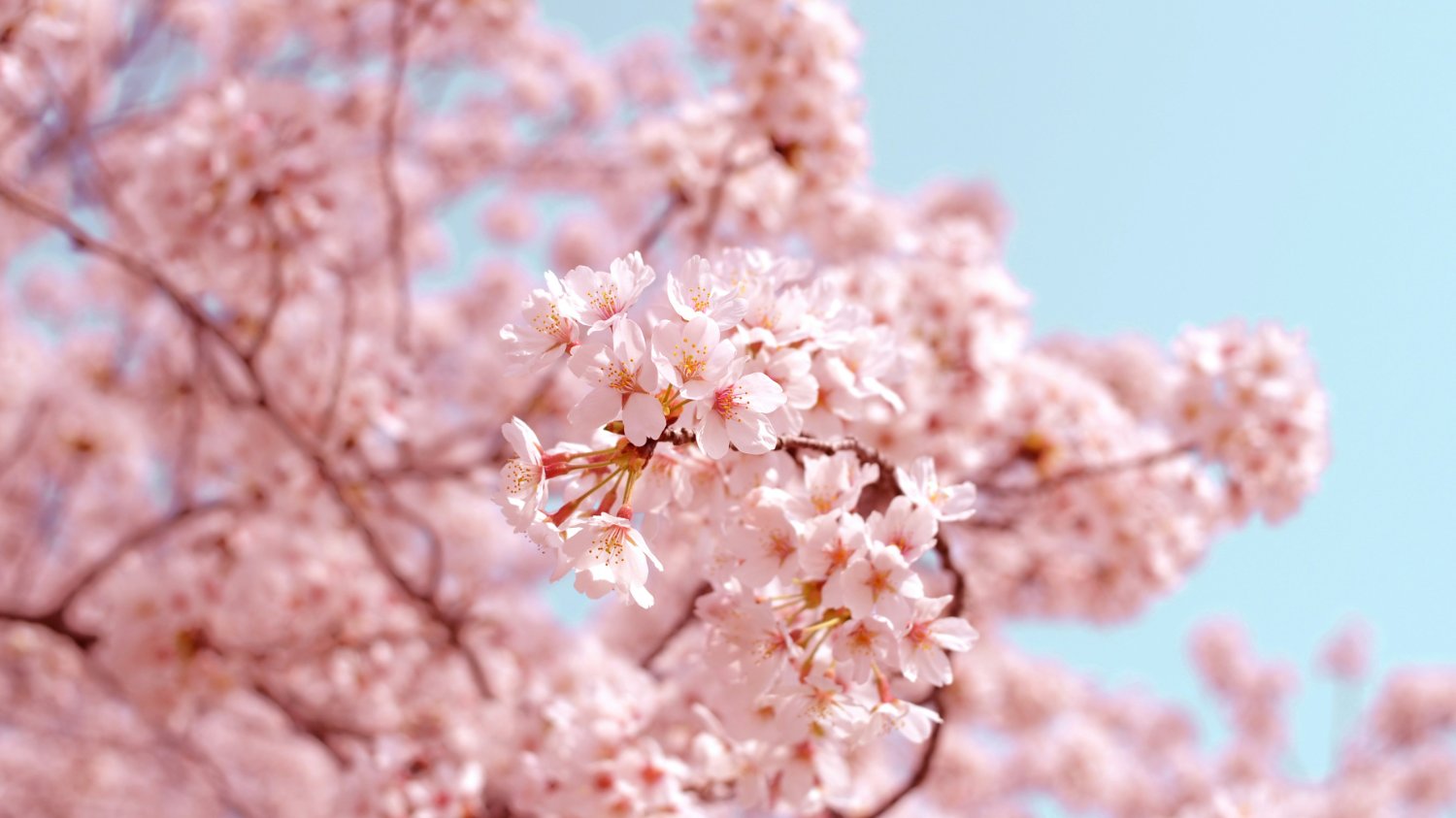 🌸벚꽃 없는 벚꽃 축제🌸