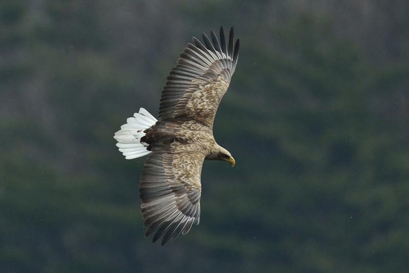 대부도 시화호에서 새로운 가족 탄생시킨 멸종위기 흰꼬리수리 🦅🩵
