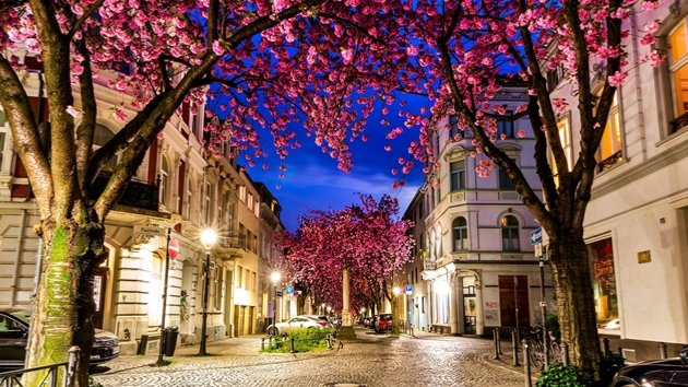 포브스 선정(아님) 세계 벚꽃 성지 8🌸