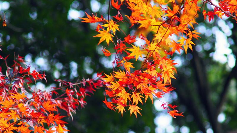 정부: “추석 반값 할인 민생대책 내놓습니다~!” (feat. 온누리상품권, 공연·전시·숙박 쿠폰) 🌝🍂