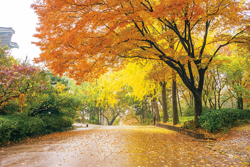 짧은 가을이어도 단풍은 즐겨야 하니까 🍁 나만 알고 싶은 단풍 명소 4곳 추천
