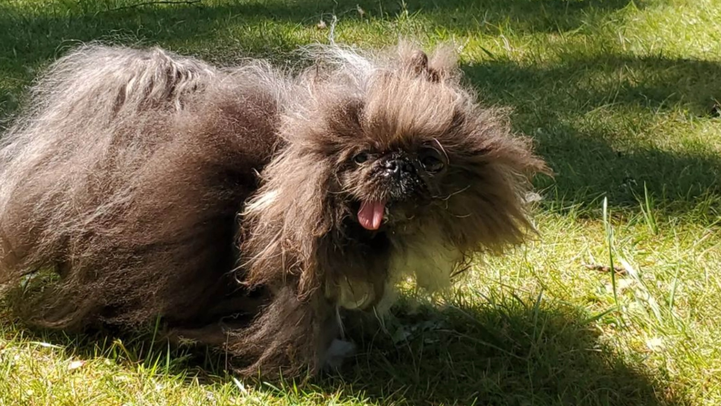 세상 모든 강아지는 아름답다개! 🐶