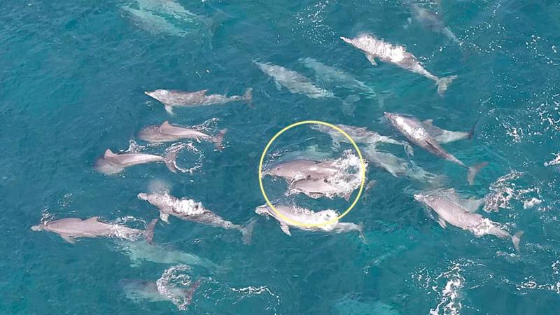 제주 앞바다로 돌아간 남방큰돌고래 ‘춘삼이’의 근황 🐬