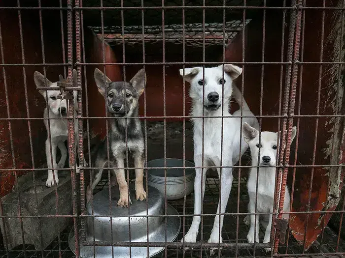 ‘개 식용 금지법’ 1년: 달라진 복날 보신탕 거리, 해법 없는 잔여견 문제