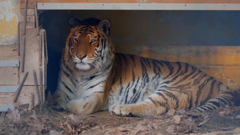 “반겨줘서 고마웠어!” 20살 호랑이 이호, ‘호랑이별’로 돌아가다
