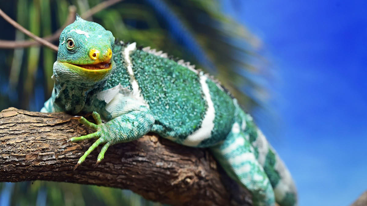 피지 이구아나는 8000km를 건너 🦎