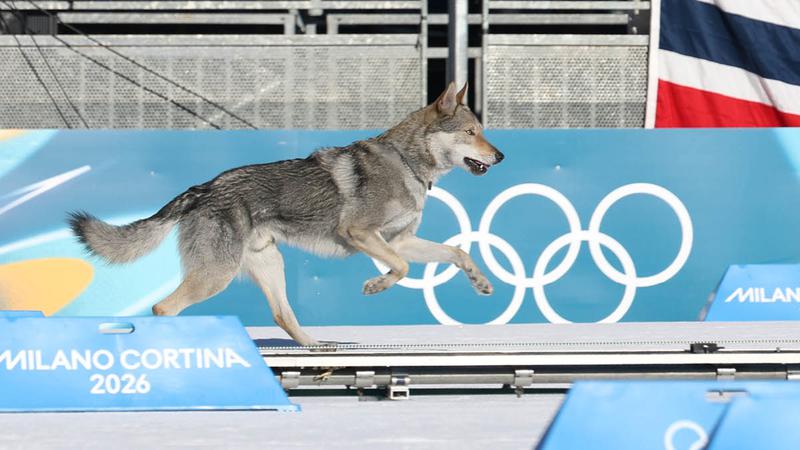 올림픽을 뒤집어놓은 늑대개 나즈굴의 즐거운 외출 🐺⛷️