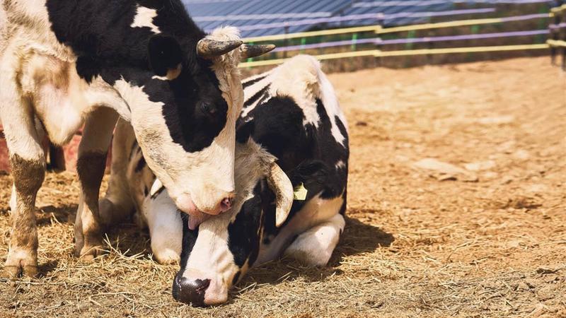 ‘달뜨는 마을’에 둥지 튼 국내 최초 소 생추어리 ‘달뜨는 보금자리’