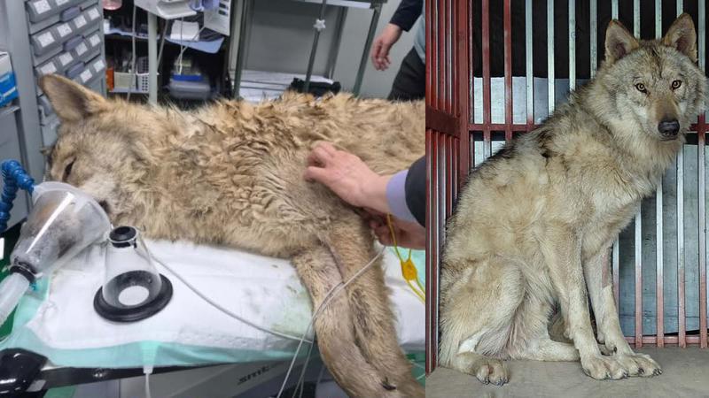 대전 오월드 탈출 늑대 ‘늑구’ 포획 성공, 타임라인·국내 동물원 탈출 사건·동물복지 문제 총정리