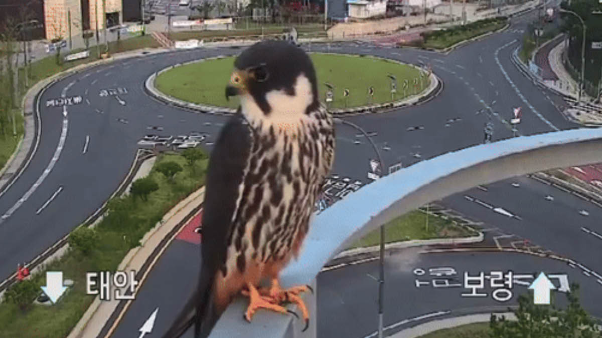 모두가 새호리기에 홀린 이유