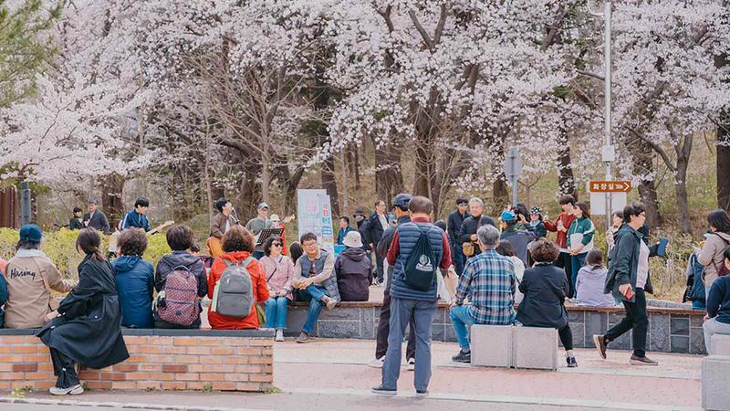 벚꽃 축제가 사라질 수도 있다고? 기후변화가 불러온 지역 축제 위기 🌸