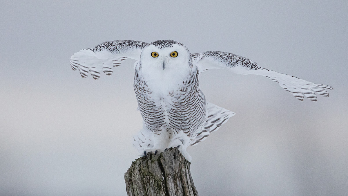 비행기와 올빼미를 동시에 지키는 영웅의 정체 🪽